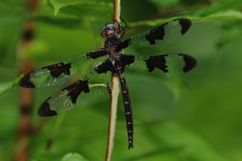 Male
2009_06_08_Floyd
